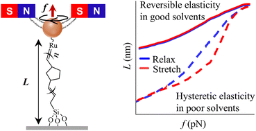 Graphical abstract: Solvent-induced single-chain conformations of a linear synthetic polymer