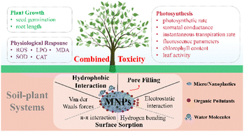 Graphical abstract: Combined interactions and ecotoxicological effects of micro/nanoplastics and organic pollutants in soil–plant systems: a critical overview