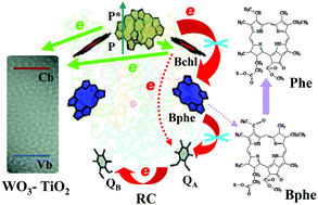 Graphical abstract: Manipulated photocurrent generation from pigment-exchanged photosynthetic proteins adsorbed to nanostructured WO3–TiO2 electrodes