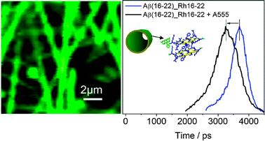 Graphical abstract: Light harvesting antenna on an amyloid scaffold