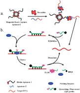 Graphical abstract: Highly sensitive protein detection based on aptamer probe and isothermal nicking enzyme assisted fluorescence signal amplification