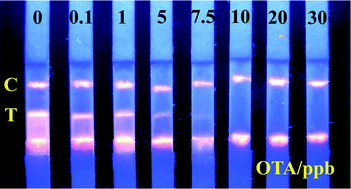 Graphical abstract: Fluorescent strip sensor for rapid determination of toxins