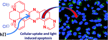 Graphical abstract: Quaternarized pdppz: synthesis, DNA-binding and biological studies of a novel dppz derivative that causes cellular death upon light irradiation