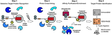 Graphical abstract: Photoactivable peptides for identifying enzyme–substrate and protein–protein interactions