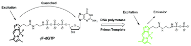 Graphical abstract: A novel real-time PCR method based on signaling-by-incorporation