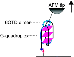 Graphical abstract: Analysis of the unbinding force between telomestatin derivatives and human telomeric G-quadruplex by atomic force microscopy