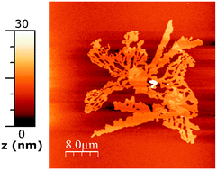 Graphical abstract: Line tension action on 2D networks of gold nanoparticles obtained by the Bubble Deposition Method