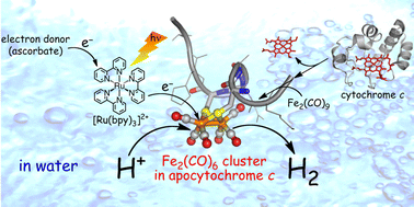 Graphical abstract: A hydrogenase model system based on the sequence of cytochrome c: photochemical hydrogen evolution in aqueous media
