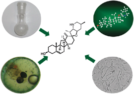 Graphical abstract: Exo-Cyclopamine—a stable and potent inhibitor of hedgehog-signaling
