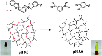 Graphical abstract: pH responsive self-healing hydrogels formed by boronate–catechol complexation