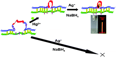 Graphical abstract: Fluorescent silver nanoclusters in hybridized DNA duplexes for the turn-on detection of Hg2+ ions