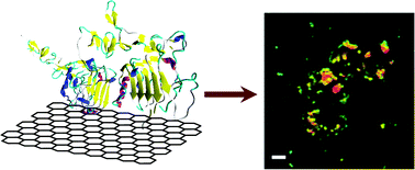 Graphical abstract: Protein-directed reduction of graphene oxide and intracellular imaging