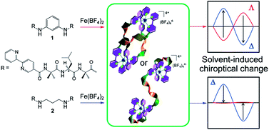 Graphical abstract: Dinuclear metal complexes composed of peptide chains: Solvent-induced switching and inversion of the metal-centered chirality