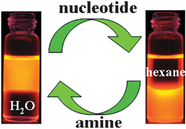 Graphical abstract: A general and reversible phase transfer strategy enabling nucleotides modified high-quality water-soluble nanocrystals