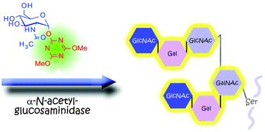 Graphical abstract: A dimethoxytriazine type glycosyl donor enables a facile chemo-enzymatic route toward α-linked N-acetylglucosaminyl-galactose disaccharide unit from gastric mucin