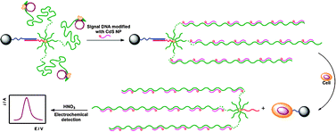Graphical abstract: Cascade signal amplification strategy for the detection of cancer cells by rolling circle amplification and nanoparticles tagging