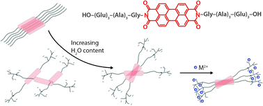 Graphical abstract: Controlled aggregation of peptide-substituted perylene-bisimides