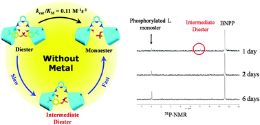 Graphical abstract: Efficient promotion of phosphate diester cleavage by a face-to-face cyclodextrin dimer without metal