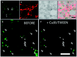Graphical abstract: Carbon dots for copper detection with down and upconversion fluorescent properties as excitation sources