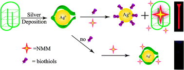 Graphical abstract: Silver metallization engineered conformational switch of G-quadruplex for fluorescence turn-on detection of biothiols
