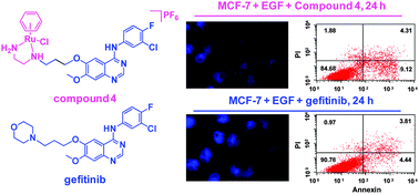 Graphical abstract: Complexation with organometallic ruthenium pharmacophores enhances the ability of 4-anilinoquinazolines inducing apoptosis
