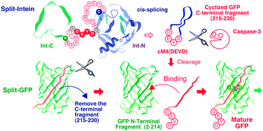 Graphical abstract: Creation of a caspase-3 sensing system using a combination of split-GFP and split-intein