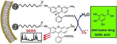 Graphical abstract: A chemically reactive Raman probe for ultrasensitively monitoring and imaging the in vivo generation of femtomolar oxidative species as induced by anti-tumor drugs in living cells