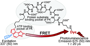Graphical abstract: Benzoselenadiazole-based responsive long-lifetime photoluminescent probes for protein kinases