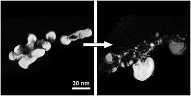 Graphical abstract: In situ TEM ion irradiation and implantation effects on Au nanoparticle morphologies