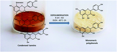 Graphical abstract: Depolymerisation of condensed tannins in ethanol as a gateway to biosourced phenolic synthons