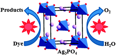 Graphical abstract: Visible light driven non-sacrificial water oxidation and dye degradation with silver phosphates: multi-faceted morphology matters