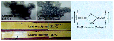 Graphical abstract: Chromium-assisted immobilization of N-isopropylacrylamide-based methacrylic acid copolymers on collagen and leather surfaces: thermo-responsive behaviour