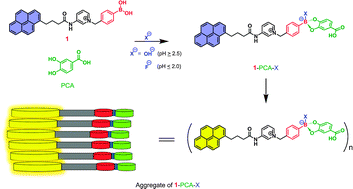 Graphical abstract: Direct sensing of fluoride in aqueous solutions using a boronic acid based sensor