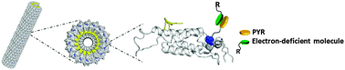 Graphical abstract: Charge-transfer interactions for the fabrication of multifunctional viral nanoparticles