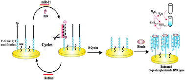 Graphical abstract: An ultrasensitive label-free electrochemical biosensor for microRNA-21 detection based on a 2′-O-methyl modified DNAzyme and duplex-specific nuclease assisted target recycling