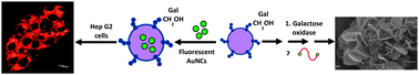 Graphical abstract: Assembly, postsynthetic modification and hepatocyte targeting by multiantennary, galactosylated soft structures