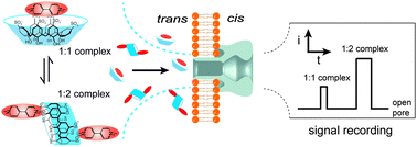 Graphical abstract: Single-molecule analysis of the self-assembly process facilitated by host–guest interactions