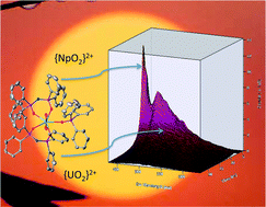 Graphical abstract: Neptunyl(vi) centred visible LMCT emission directly observable in the presence of uranyl(vi)