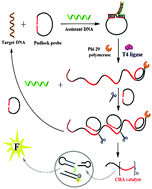 Graphical abstract: Ultrasensitive detection of nucleic acids by template enhanced hybridization followed by rolling circle amplification and catalytic hairpin assembly