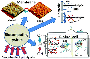 Graphical abstract: Enzyme-based logic systems interfaced with signal-responsive materials and electrodes