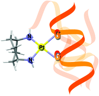 Graphical abstract: DNA fragment conformations in adducts with Kiteplatin