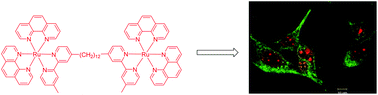 Graphical abstract: RNA and DNA binding of inert oligonuclear ruthenium(ii) complexes in live eukaryotic cells