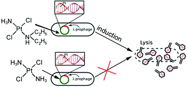 Graphical abstract: The induction of lysis in lysogenic strains of Escherichia coli by a new antitumor transplatin derivative and its DNA interactions