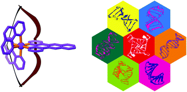 Graphical abstract: Metal complex interactions with DNA