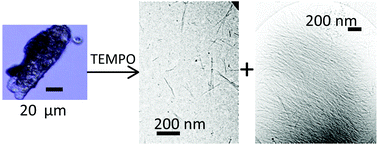 Graphical abstract: Simultaneous preparation of cellulose nanocrystals and micron-sized porous colloidal particles of cellulose by TEMPO-mediated oxidation