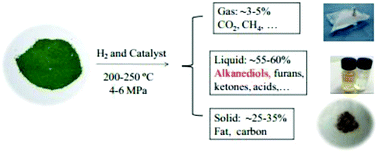 Graphical abstract: Efficient one-pot production of 1,2-propanediol and ethylene glycol from microalgae (Chlorococcum sp.) in water