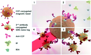 Graphical abstract: SERS-based immunoassay of anti-cyclic citrullinated peptide for early diagnosis of rheumatoid arthritis