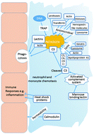Graphical abstract: Immune relevant molecules identified in the skin mucus of fish using -omics technologies