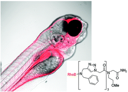 Graphical abstract: Functionalized triazolopeptoids – a novel class for mitochondrial targeted delivery