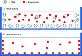 Graphical abstract: Prevention of doxorubicin sorptive losses in drug delivery studies using polyethylene glycol